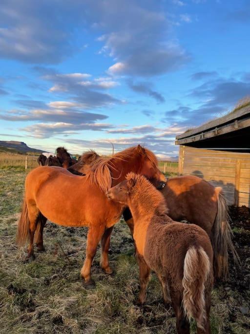 Kloepp Lodge - Snaefellsnes Peninsula Stykkisholmur Ngoại thất bức ảnh
